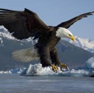 Meet your Posher, Troy